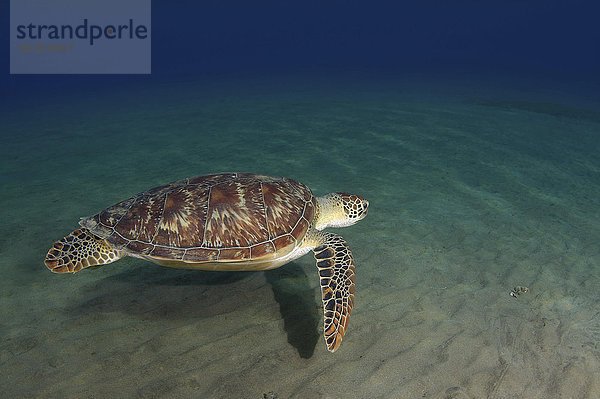 Grüne Meeresschildkröte  Suppenschildkröte (Chelonia mydas)  Rotes Meer  Abu Dabab  Ägypten  Afrika