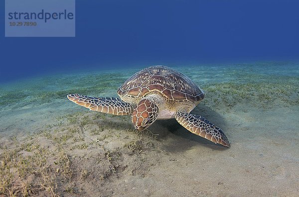 Grüne Meeresschildkröte  Suppenschildkröte (Chelonia mydas)  Rotes Meer  Marsa Alam  Abu Dabab  Ägypten  Afrika