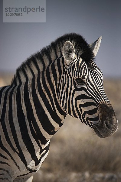 Burchell-Zebra (Equus quagga burchellii)  Portrait  Etosha Nationalpark  Namibia  Afrika