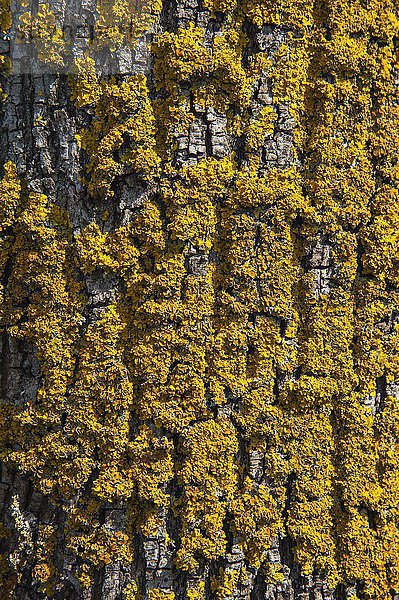 Gewöhnliche Gelbflechte (Xanthoria parietina) auf Baumrinde  Bayern  Deutschland  Europa