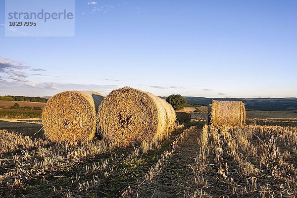 Weizen-Strohballen und Stoppelfeld  Newton  Northumberland  England  Großbritannien  Europa
