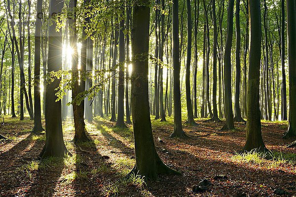 Sonnenstrahlen im naturnahen Buchenwald (Fagus sp.) (Fagus sp.)  Stubnitz  Nationalpark Jasmund  Insel Rügen  Mecklenburg-Vorpommern  Deutschland  Europa