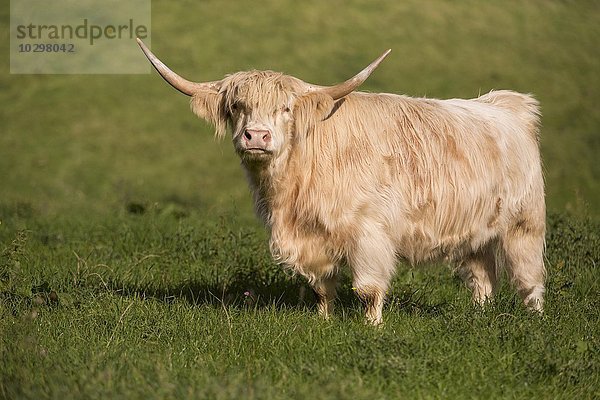 Schottisches Hochlandrind (Bos taurus) oder Highland Cattle  Bergisches Land  Nordrhein-Westfalen  Deutschland  Europa