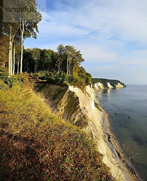 Kreidefelsen und Küstenwald  Morgenlicht  Nationalpark Jasmund  Insel Rügen  Mecklenburg-Vorpommern  Deutschland  Europa