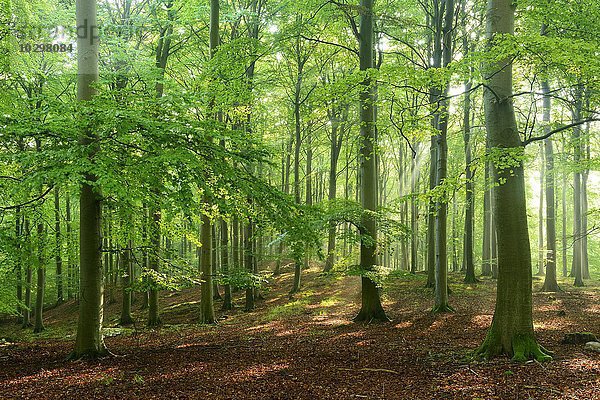 Sonnenlicht im naturnahen Buchenwald (Fagus sp.)  Stubnitz  Nationalpark Jasmund  Insel Rügen  Mecklenburg-Vorpommern  Deutschland  Europa