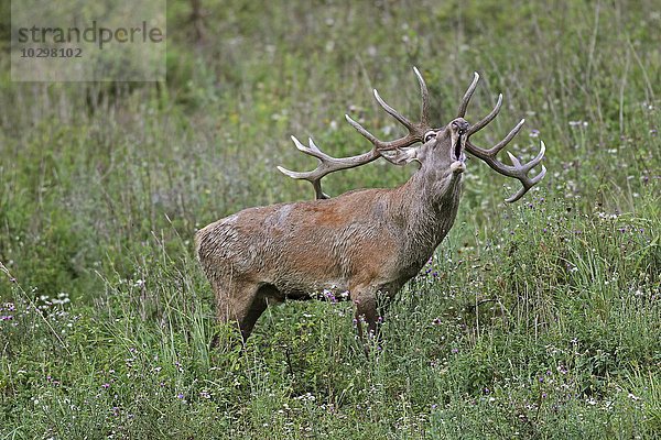 Röhrender Rothirsch (Cervus elaphus) in der Brunft steht auf Wiese  südliches Ungarn