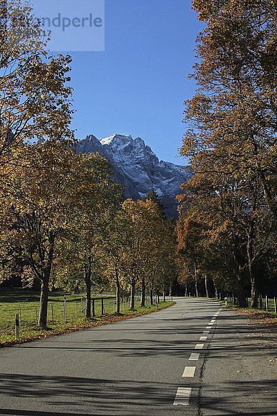 Herbstliche Straße mit Ausblick zur Zugspitze  Oberbayern  Bayern  Deutschland  Europa