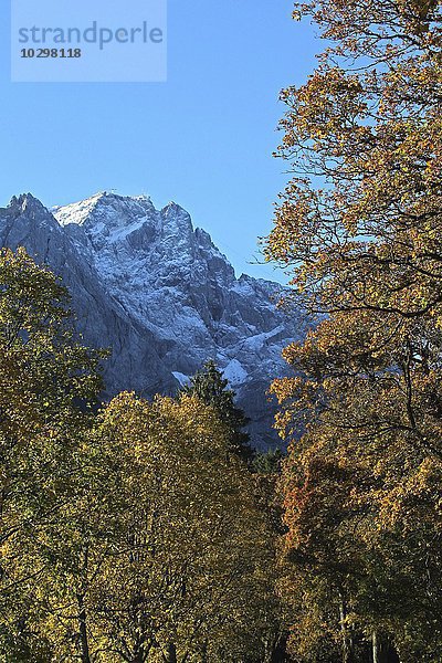 Zugspitze von herbstlichen Bäumen umrahmt  Oberbayern  Bayern  Deutschland  Europa