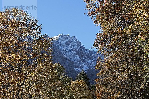 Zugspitze von herbstlichen Bäumen umrahmt  Oberbayern  Bayern  Deutschland  Europa