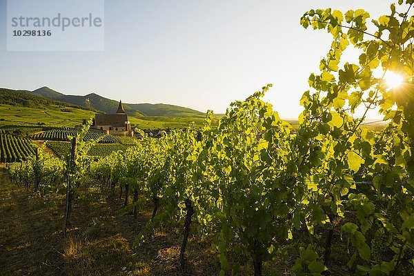 Kirche in den Weinbergen bei Sonnenaufgang  Gotische Wehrkirche Saint-Jacques  Hunawihr  Elsass  Frankreich  Europa