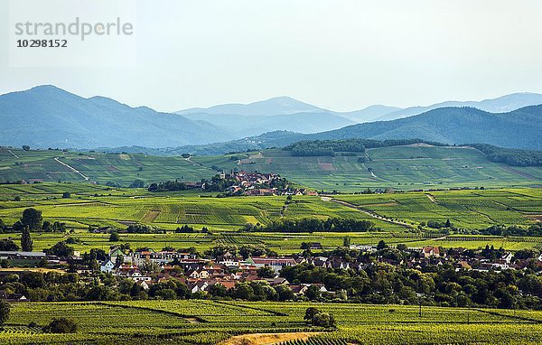Dorf in den Weinbergen  hinten Ribeauvillé und der Grand Ballon  Elsass  Frankreich  Europa