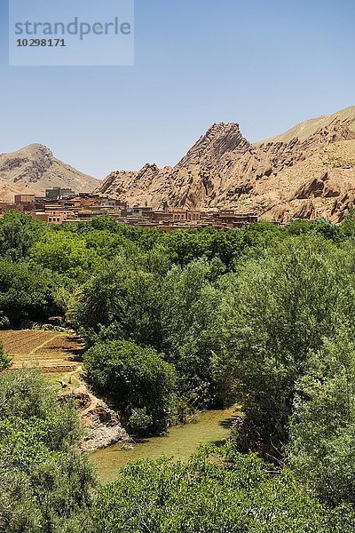 oase in der Dades-Schlucht  Dades-Tal  hinten Boumalne-du-Dades  Marokko  Afrika