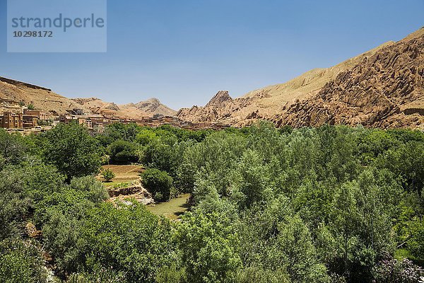 Oase in der Dades-Schlucht  Dades-Tal  hinten Boumalne-du-Dades  Marokko  Afrika