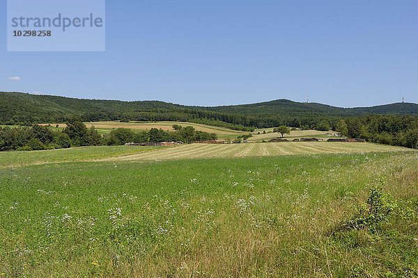 Bei Althodis  Naturpark Geschriebenstein-Írottk?  bei Althodis  Günser Gebirge  Südburgenland  Burgenland  Österreich  Europa