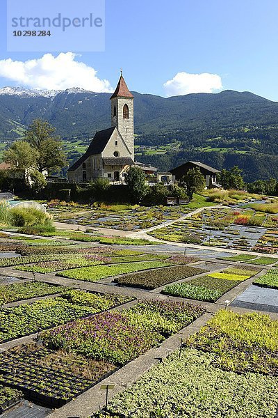 Kirche St. Clemens in Tschötsch am Pfeffersberg bei Brixen  Eisacktal  Südtirol  Alto Adige  Italien  Europa