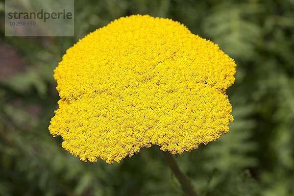 Schafgarbe  (Achillea filipendulina)  Nordrhein-Westfalen  Deutschland  Europa