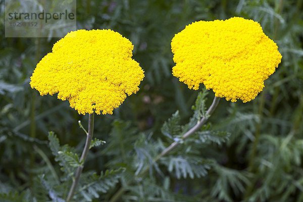 Gelbe Schafgarbe (Achillea filipendulina)  Nordrhein-Westfalen  Deutschland  Europa