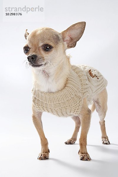Chihuahua  Ganzkörperaufnahme mit Strickkleid