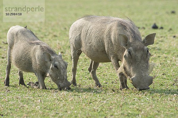 Warzenschweine (Phacochoerus africanus)  beim Fressen  Okapuka Ranch  Bezirk Windhoek  Namibia  Afrika