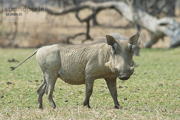 Warzenschwein (Phacochoerus africanus)  Okapuka Ranch  Bezirk Windhoek  Namibia  Afrika