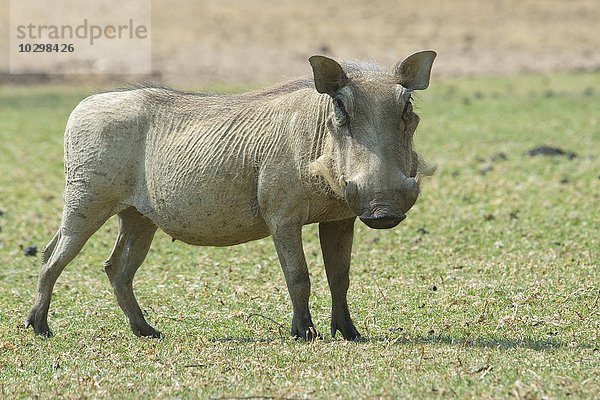 Warzenschwein (Phacochoerus africanus)  Okapuka Ranch  Bezirk Windhoek  Namibia  Afrika