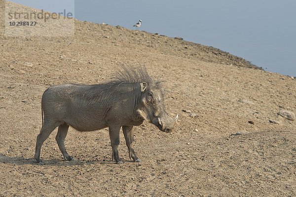 Warzenschwein (Phacochoerus africanus)  mit aufgestellter Mähne  Okapuka Ranch  Bezirk Windhoek  Namibia  Afrika