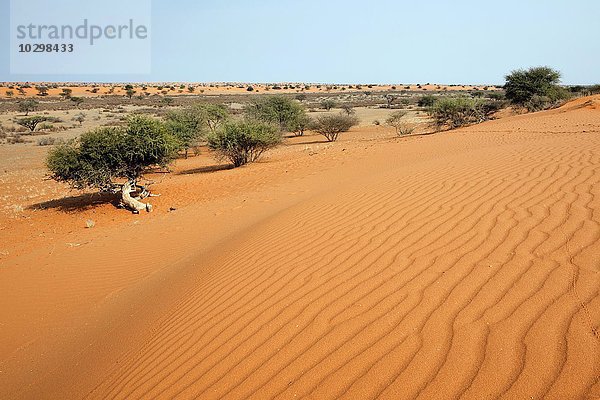 Dünen in der Kalahari  Kalkrand  Namibia  Afrika