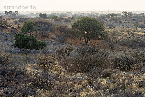 Sonnenaufgang in der Kalahari  Kalkrand  Namibia  Afrika