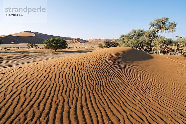 Sanddünen in der Namib-Wüste  Namib-Naukluft-Park  Sossusvlei  Namibia  Afrika