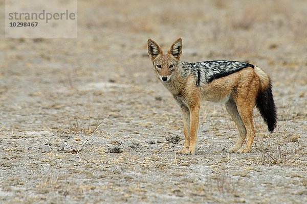 Schabrackenschakal (Canis mesomelas)  Etosha Nationalpark  Namibia  Afrika