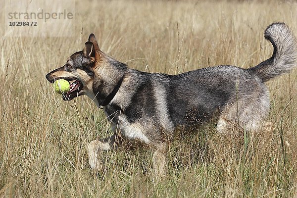 Malamute Podenco Mischling Hündin  1 Jahr  läuft mit einem Ball im Maul durch eine Wiese  Deutschland  Europa