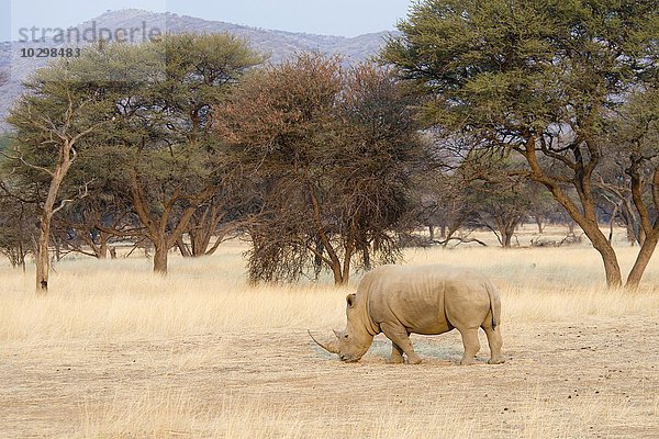 Breitmaulnashorn (Ceratotherium simum)  Okapuka Ranch  Bezirk Windhoek  Namibia  Afrika
