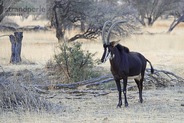 Rappenantilope (Hippotragus niger)  Okapuka Ranch  Bezirk Windhoek  Namibia  Afrika