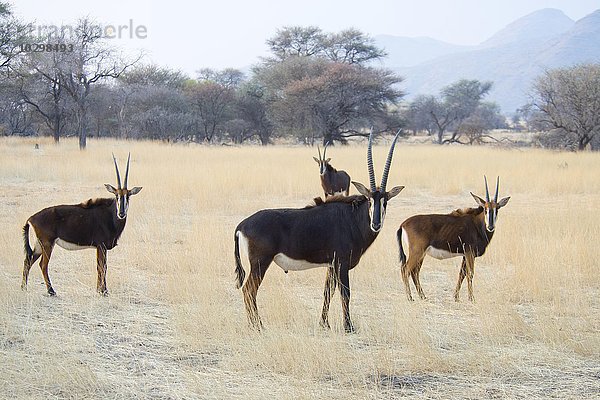 Rappenantilope (Hippotragus niger)  Bock mit Weibchen  Okapuka Ranch  Bezirk Windhoek  Namibia  Afrika