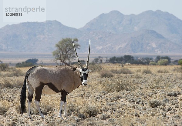 Oryxantilope (Oryx gazella)  Grasland  Sossusvlei  Namibia  Afrika