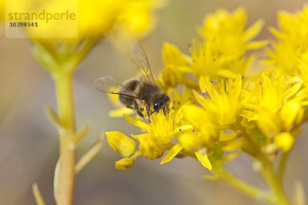 Europäische Honigbiene  Westliche Honigbiene (Apis mellifera) auf Sibirischer Fetthenne  Immergrünchen (Sedum hybridum)  Niedersachsen  Deutschland  Europa