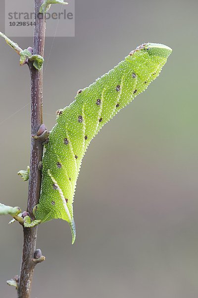 Raupe vom Abendpfauenauge (Smerinthus ocellata)  Niedersachsen  Deutschland  Europa