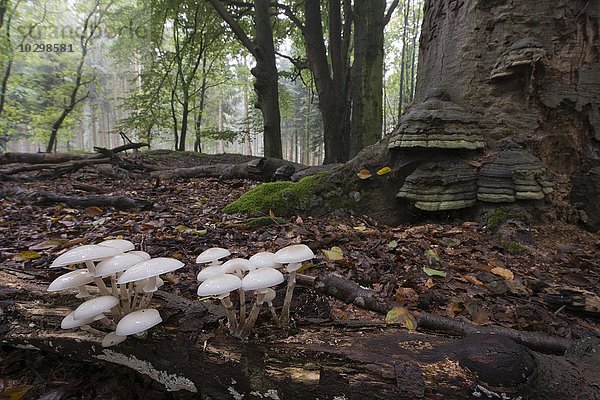 Beringter Buchenschleimrübling (Oudemansiella mucida)  auf Totholz  Emsland  Niedersachsen  Deutschland  Europa