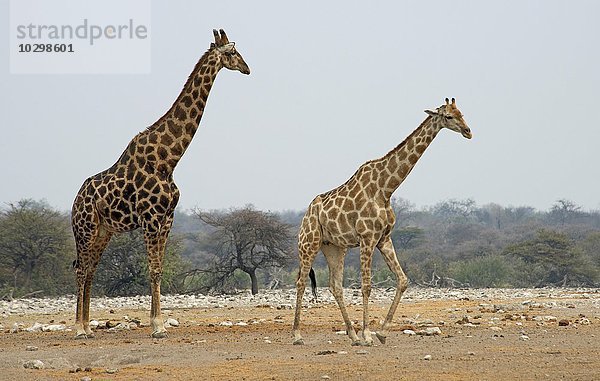 Giraffen (Giraffa camelopardalis)  Etosha Nationalpark  Namibia  Afrika