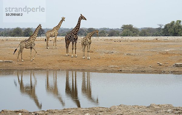 Giraffen (Giraffa camelopardalis) an einer Wasserstelle  Etosha Nationalpark  Namibia  Afrika