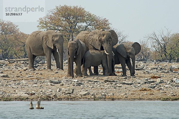 Afrikanische Elefanten (Loxodonta africana)  Etosha Nationalpark  Namibia  Afrika