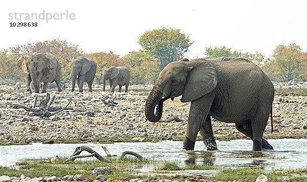 Afrikanische Elefanten (Loxodonta africana) am Wasser  Etosha Nationalpark  Namibia  Afrika