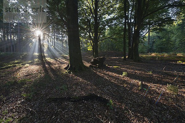 Lichtstrahlen im Wald  Emsland  Niedersachsen  Deutschland  Europa