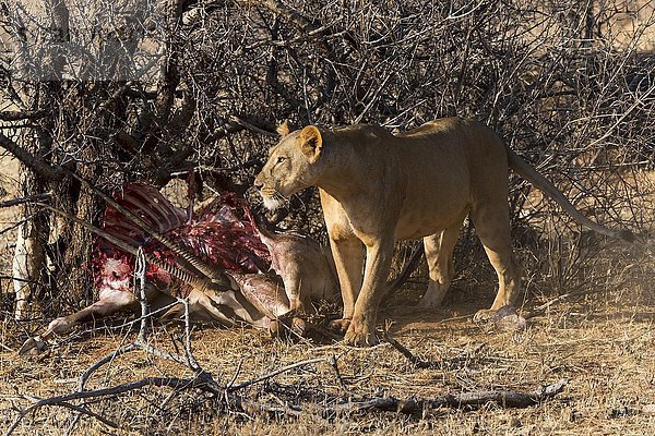 Löwin (Panthera leo) mit versteckter Beute  Oryx (Oryx beisa)  Samburu National Reserve  Kenia  Afrika