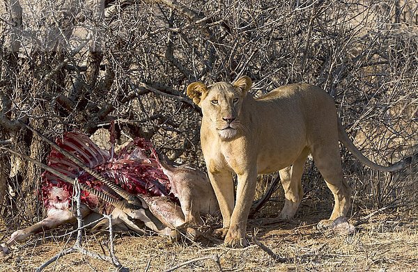 Löwin (Panthera leo) mit versteckter Beute Beisa-Oryx (Oryx beisa)  Samburu National Reserve  Kenia  Afrika