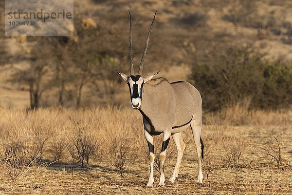 Beisa Oryx (Oryx beisa)  Samburu National Reserve  Kenia  Afrika