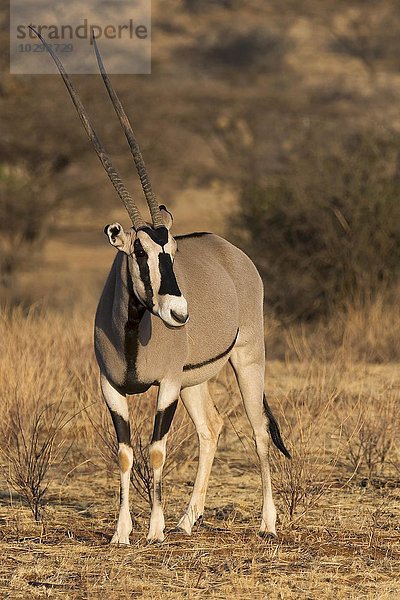 Beisa-Oryx (Oryx beisa  Oryx gazella)  Samburu National Reserve  Kenia  Ostafrika  Afrika