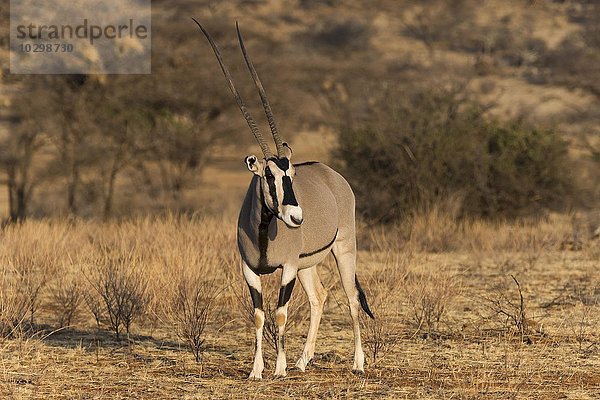 Beisa-Oryx (Oryx beisa beisa)  Samburu National Reserve  Kenia  Ostafrika  Afrika