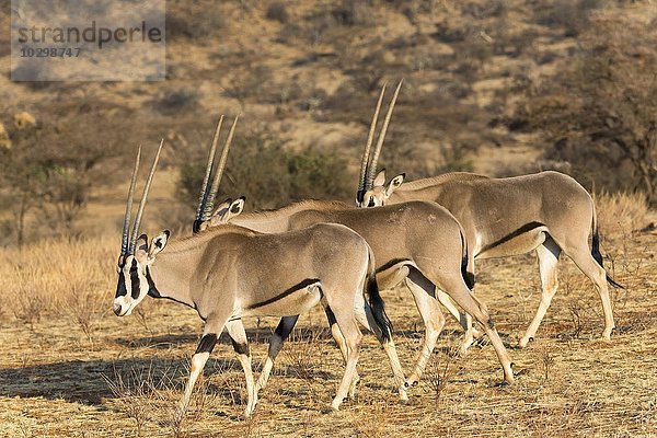 Mehrere Beisa-Oryx (Oryx beisa) hintereinander  Samburu National Reserve  Kenia  Afrika
