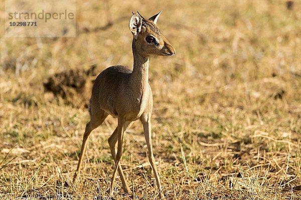Günther-Dikdik (Madoqua guentheri)  Samburu National Reserve  Kenia  Afrika